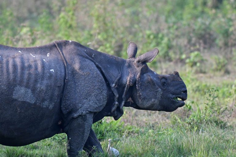 Mysterious death of Rhinoceros in Jaldapara National Park.