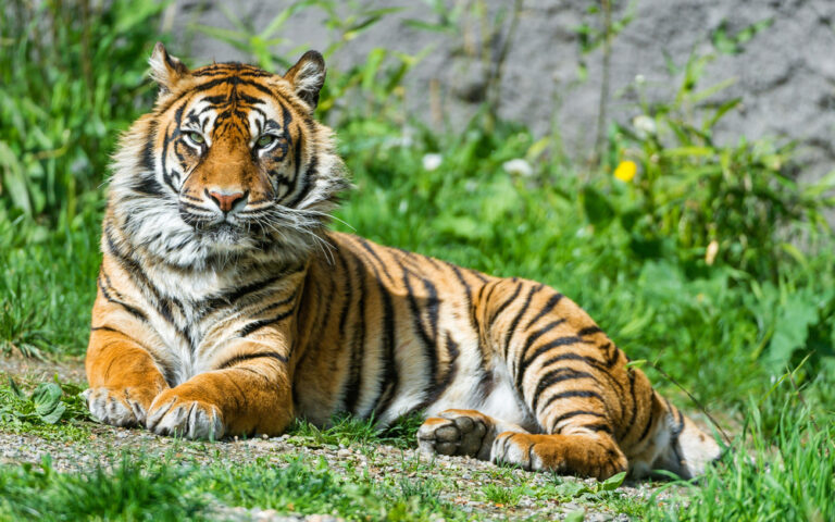 Royal Bengal Tiger ‘Raja’ turns 25 today.
