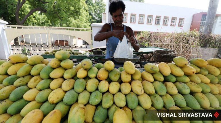 Pune: Agricultural advertising board goals to regard 2,000 tonnes of mangoes for export this season