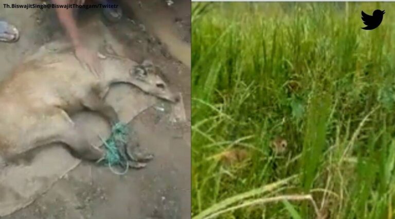 Manipur villagers rescue Sangai deer that escaped from flash floods. Watch video