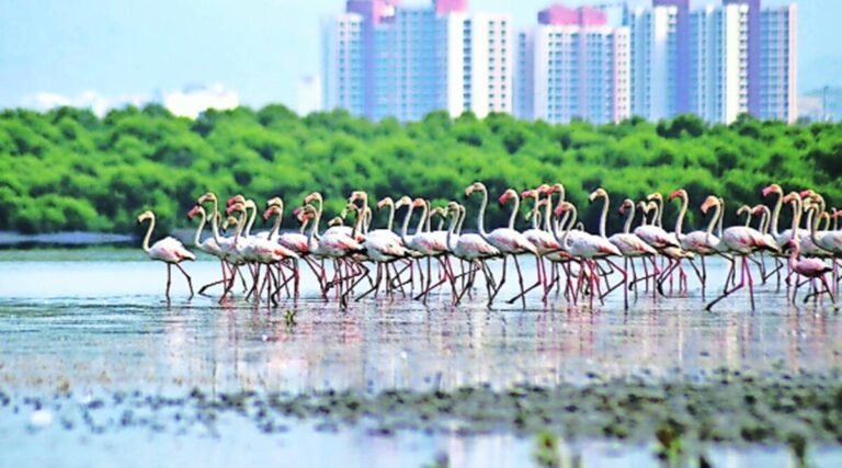 Mumbai: Better flamingos paint MMR crimson with file numbers this yr