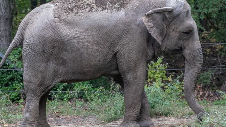 Assam-Tamil Nadu Elephant Custody Row Grows into Mammoth Factor as Two HCs Now Concerned