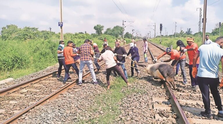 Gujarat: 19 livestock run over through educate in Valsad