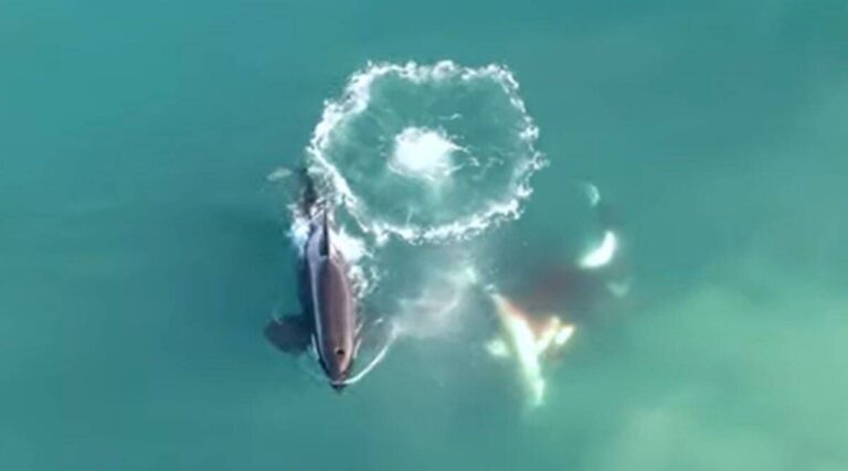 Watch video: Orcas chase, circle, kill nice white shark